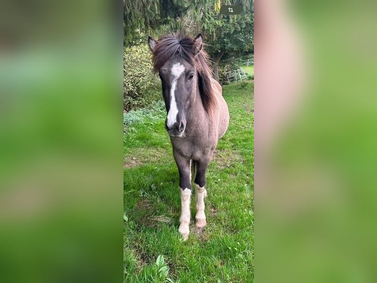 IJslander Hengst 2 Jaar 144 cm Gevlekt-paard in Fulda