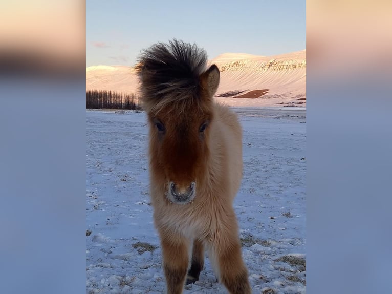 IJslander Hengst 2 Jaar 145 cm Falbe in Fröstlberg