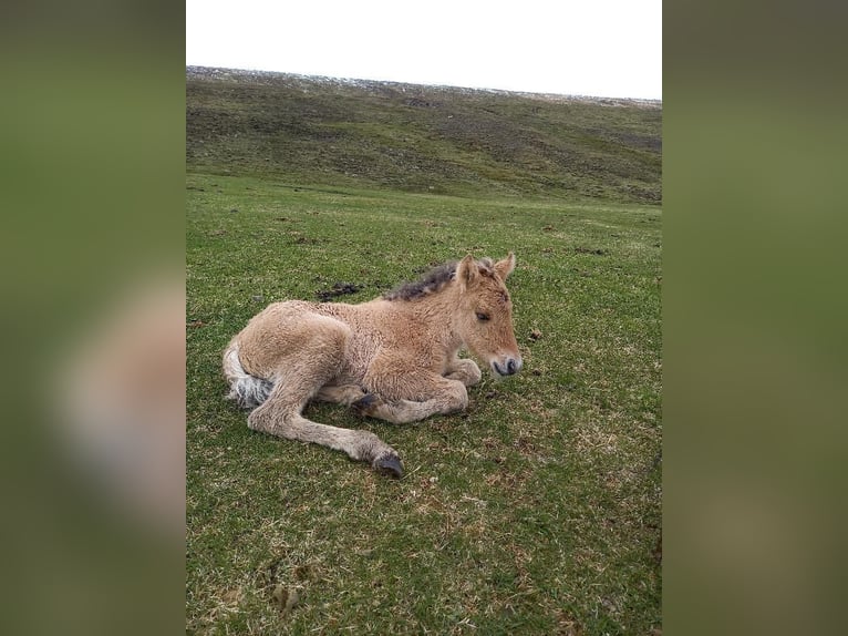 IJslander Hengst 2 Jaar 145 cm Falbe in Fröstlberg