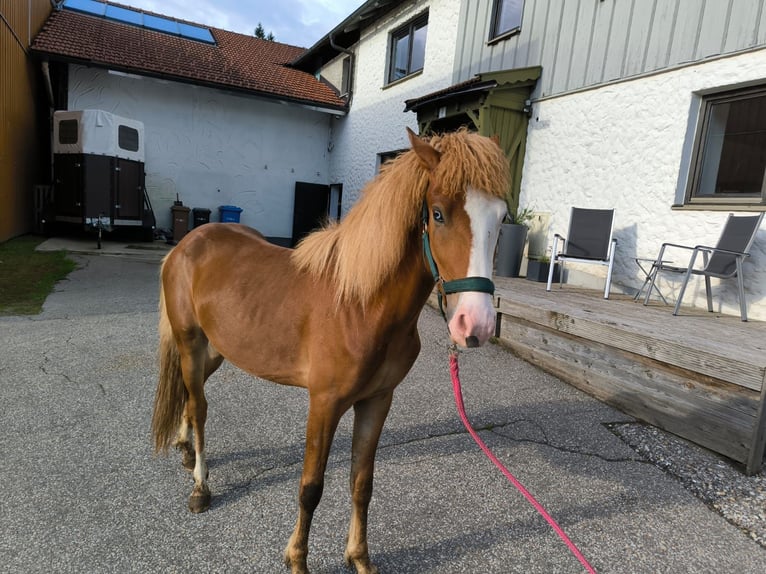 IJslander Hengst 2 Jaar 145 cm Vos in Grafling
