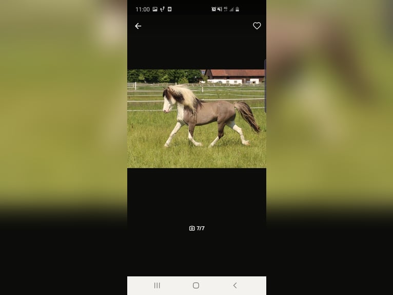 IJslander Hengst 2 Jaar 145 cm Vos in Grafling