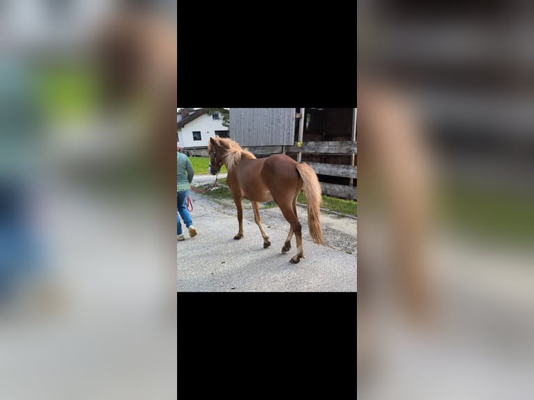 IJslander Hengst 2 Jaar 145 cm Vos in Grafling
