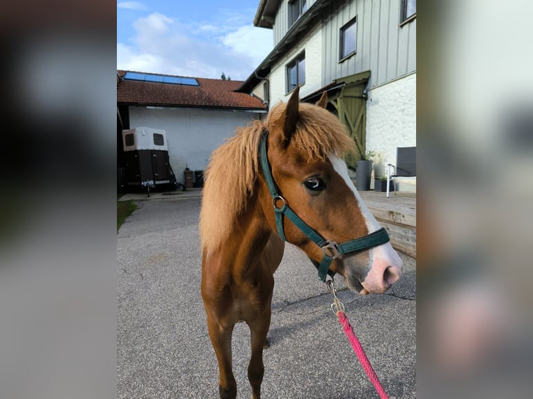 IJslander Hengst 2 Jaar 145 cm Vos in Grafling