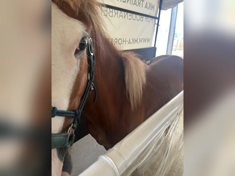 IJslander Hengst 2 Jaar 145 cm Vos in Grafling