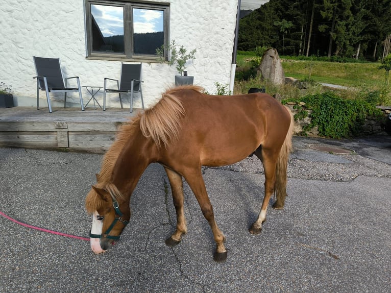 IJslander Hengst 2 Jaar 145 cm Vos in Grafling