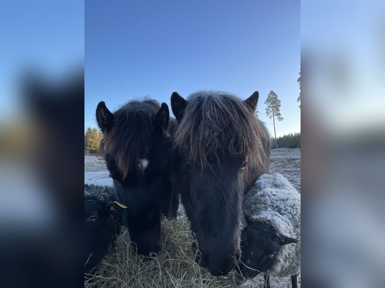 IJslander Hengst 2 Jaar 145 cm Zwart in Bor&#xE5;s