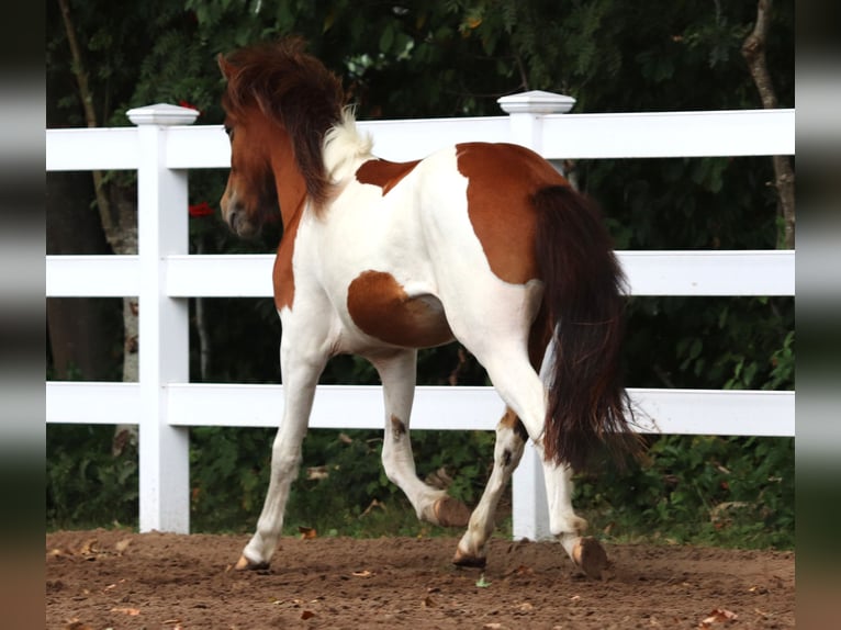 IJslander Hengst 2 Jaar Gevlekt-paard in Oberlangen