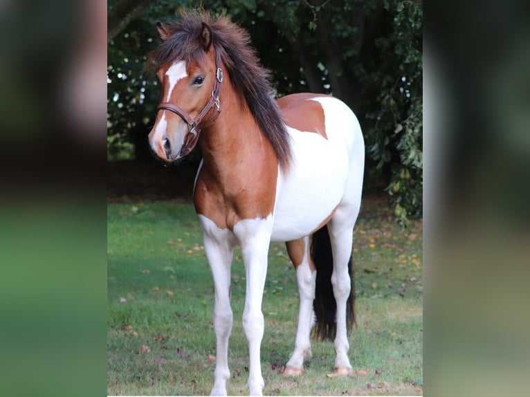 IJslander Hengst 2 Jaar Gevlekt-paard in Oberlangen