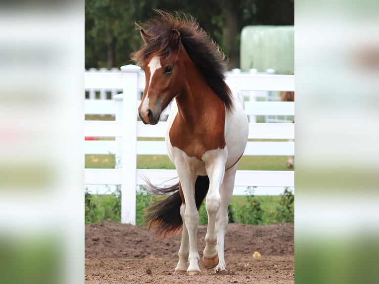 IJslander Hengst 2 Jaar Gevlekt-paard in Oberlangen