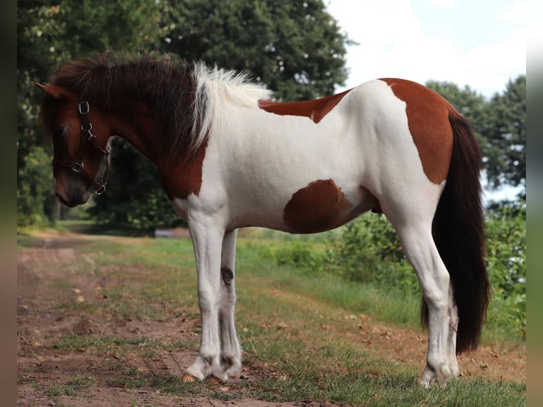 IJslander Hengst 2 Jaar Gevlekt-paard in Oberlangen
