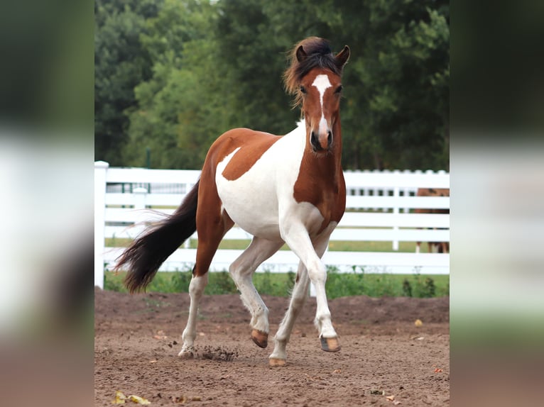 IJslander Hengst 2 Jaar Gevlekt-paard in Oberlangen