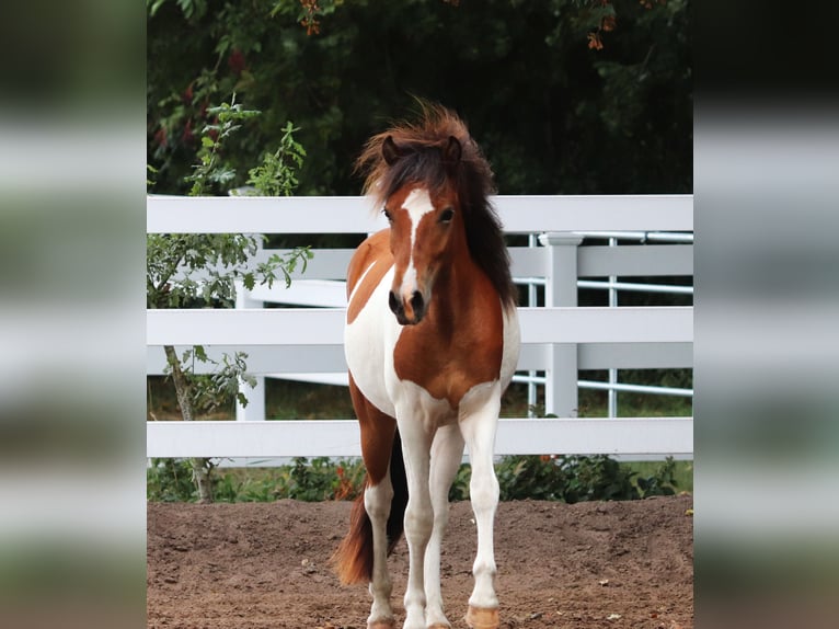 IJslander Hengst 2 Jaar Gevlekt-paard in Oberlangen