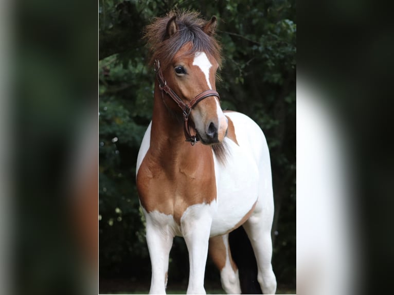 IJslander Hengst 2 Jaar Gevlekt-paard in Oberlangen