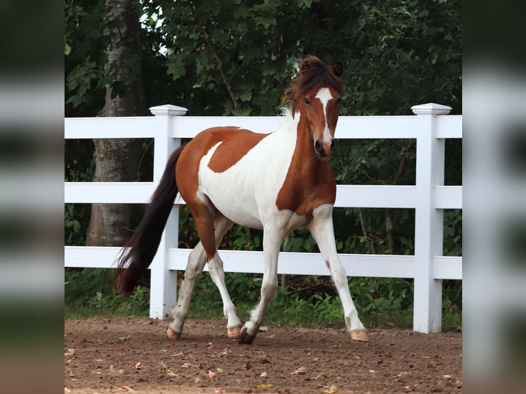 IJslander Hengst 2 Jaar Gevlekt-paard in Oberlangen