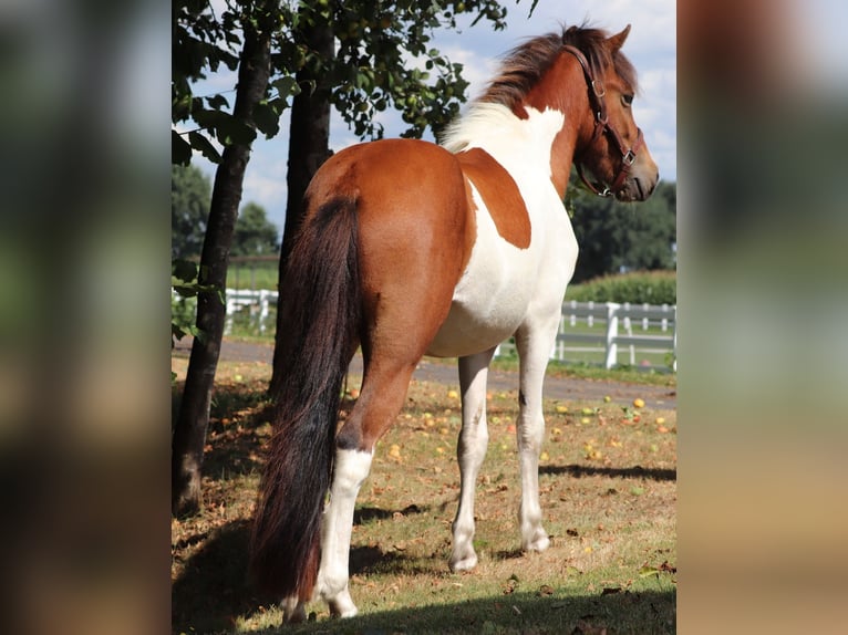 IJslander Hengst 2 Jaar Gevlekt-paard in Oberlangen