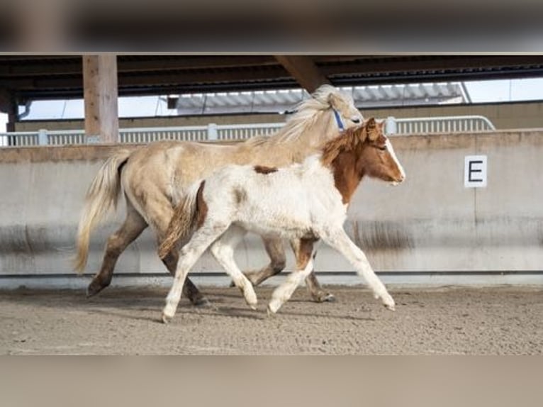 IJslander Hengst 2 Jaar Gevlekt-paard in Zweibrücken