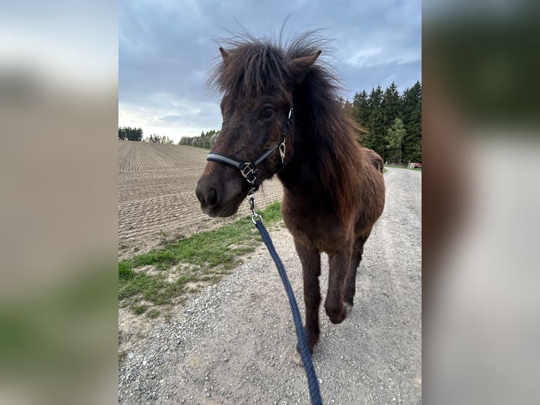 IJslander Hengst 2 Jaar Zwart in Eggenfelden