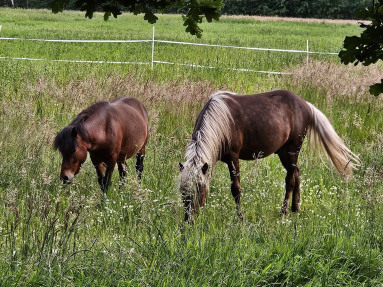 IJslander Mix Hengst 3 Jaar 125 cm in Neustadt am Rübenberge