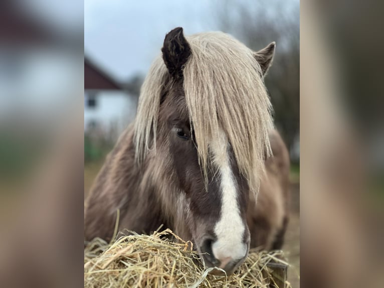 IJslander Hengst 3 Jaar 137 cm in Blunk