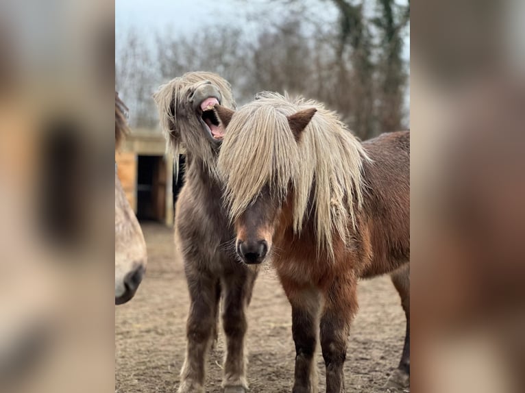 IJslander Hengst 3 Jaar 137 cm in Blunk