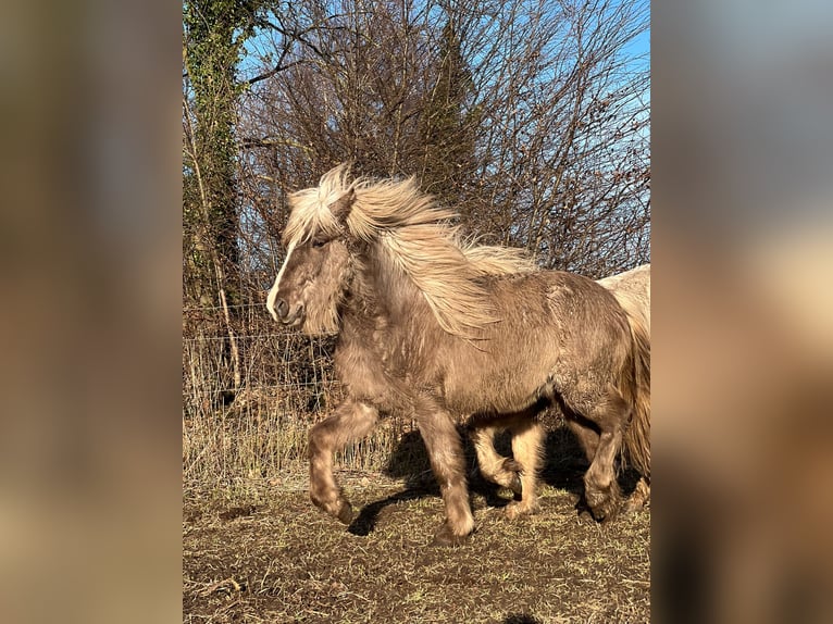 IJslander Hengst 3 Jaar 137 cm in Blunk