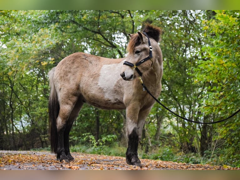 IJslander Hengst 3 Jaar 139 cm in Blunk