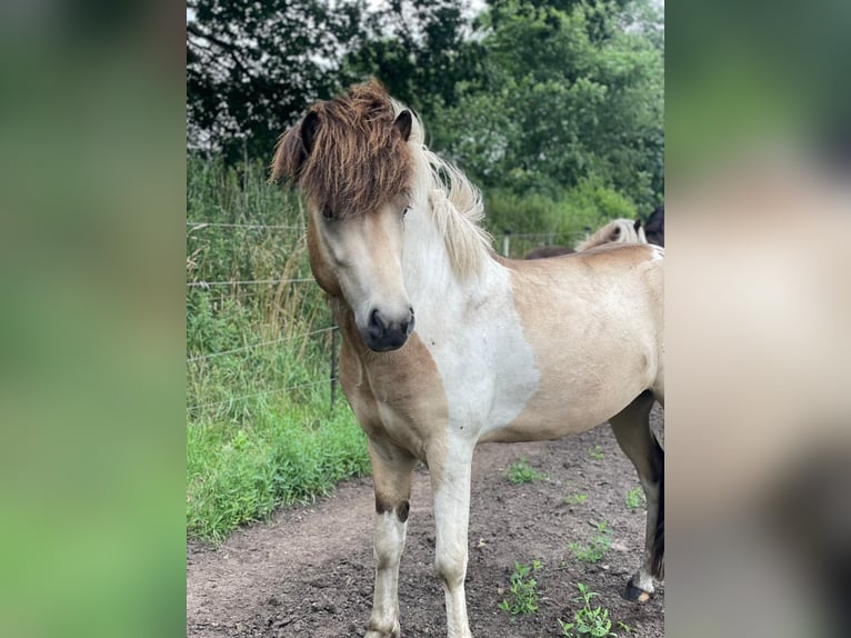 IJslander Hengst 3 Jaar 139 cm in Blunk