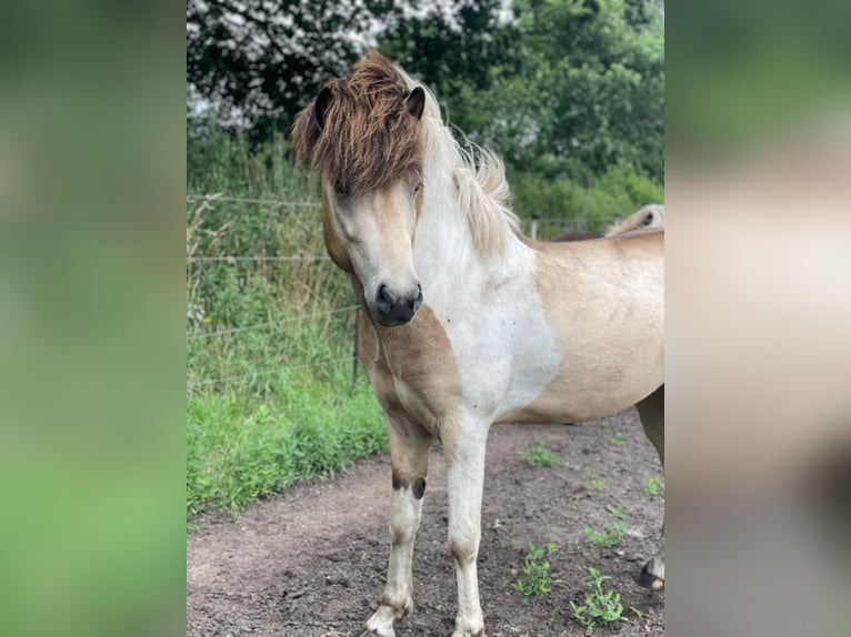 IJslander Hengst 3 Jaar 139 cm in Blunk