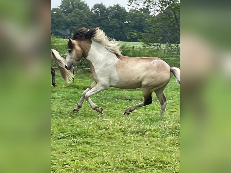 IJslander Hengst 3 Jaar 139 cm in Blunk