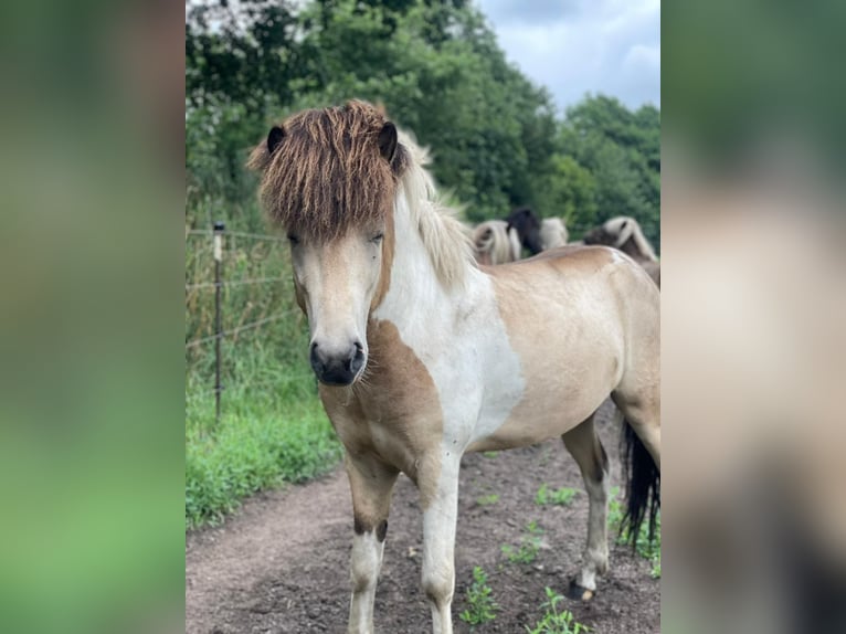 IJslander Hengst 3 Jaar 139 cm in Blunk