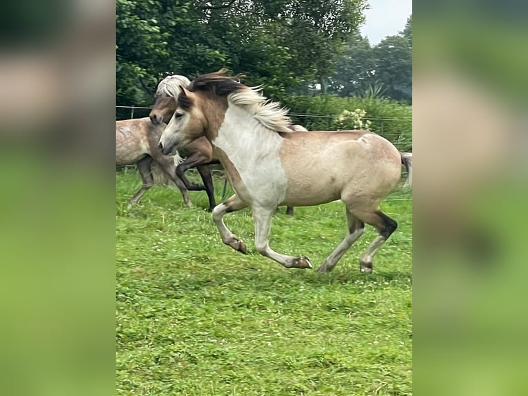 IJslander Hengst 3 Jaar 139 cm in Blunk