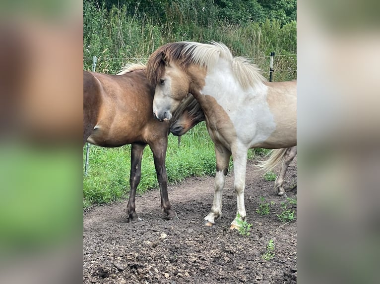 IJslander Hengst 3 Jaar 139 cm in Blunk