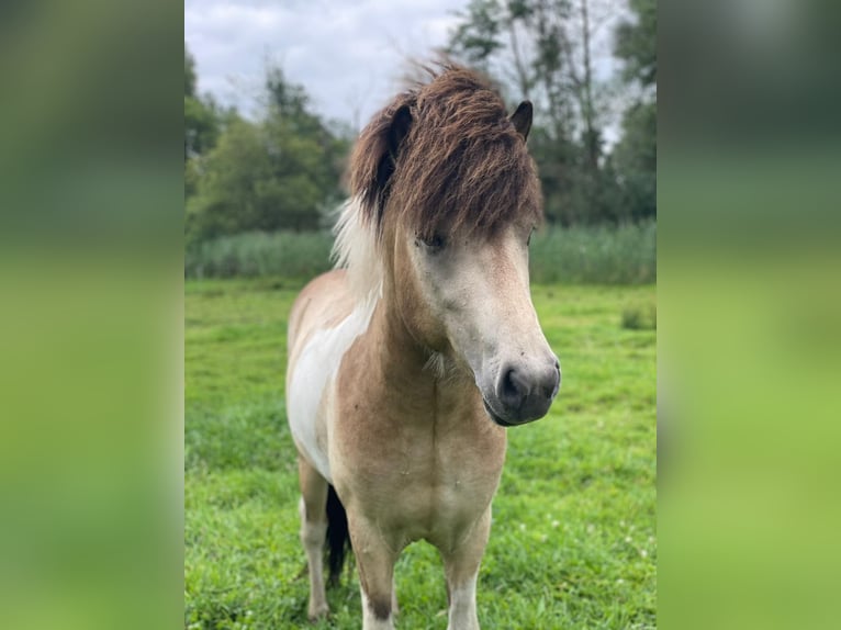 IJslander Hengst 3 Jaar 139 cm in Blunk
