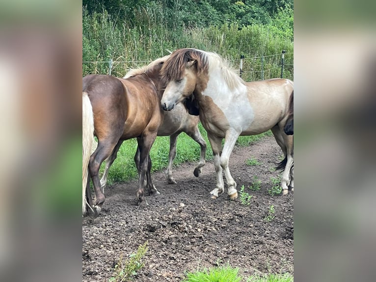 IJslander Hengst 3 Jaar 139 cm in Blunk