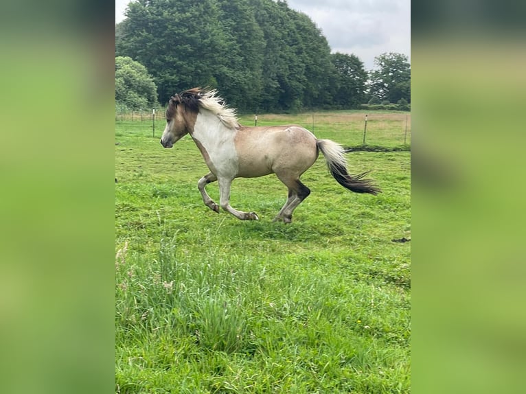 IJslander Hengst 3 Jaar 139 cm in Blunk