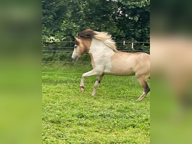 IJslander Hengst 3 Jaar 139 cm in Blunk