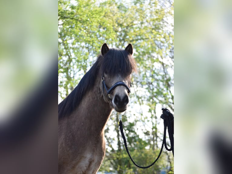 IJslander Hengst 3 Jaar 142 cm in NehmsBlunk