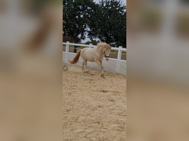 IJslander Hengst 3 Jaar 143 cm Gevlekt-paard in Schrozberg