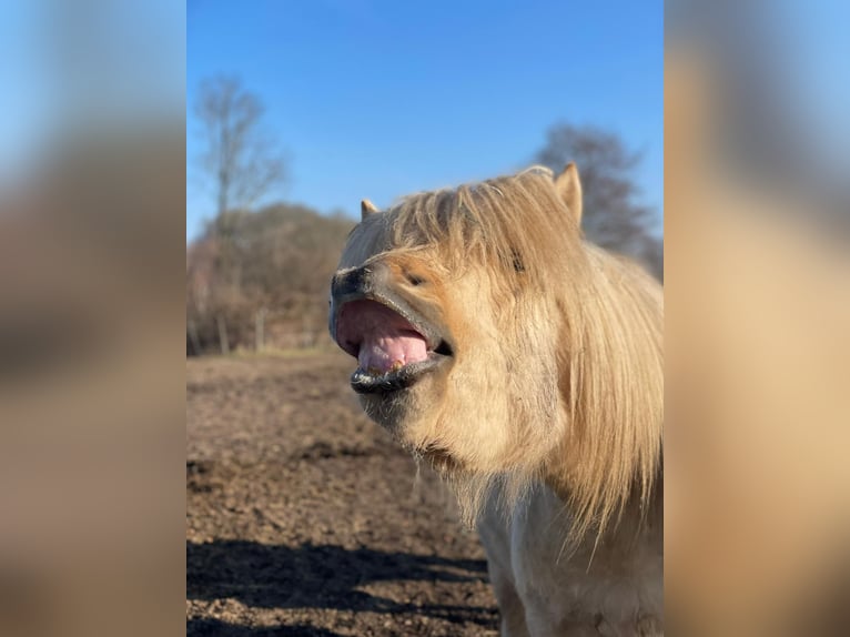 IJslander Hengst 3 Jaar 144 cm  in Bosau