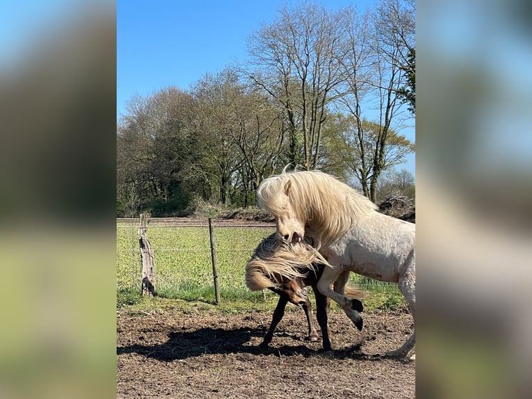 IJslander Hengst 3 Jaar 144 cm  in Bosau