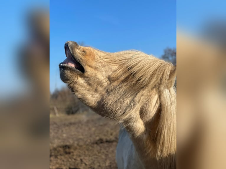 IJslander Hengst 3 Jaar 144 cm  in Bosau