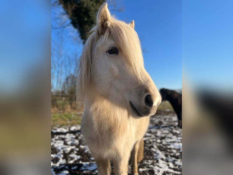 IJslander Hengst 3 Jaar 144 cm  in Bosau