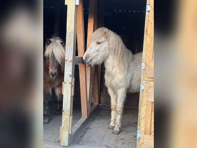 IJslander Hengst 3 Jaar 144 cm  in Bosau