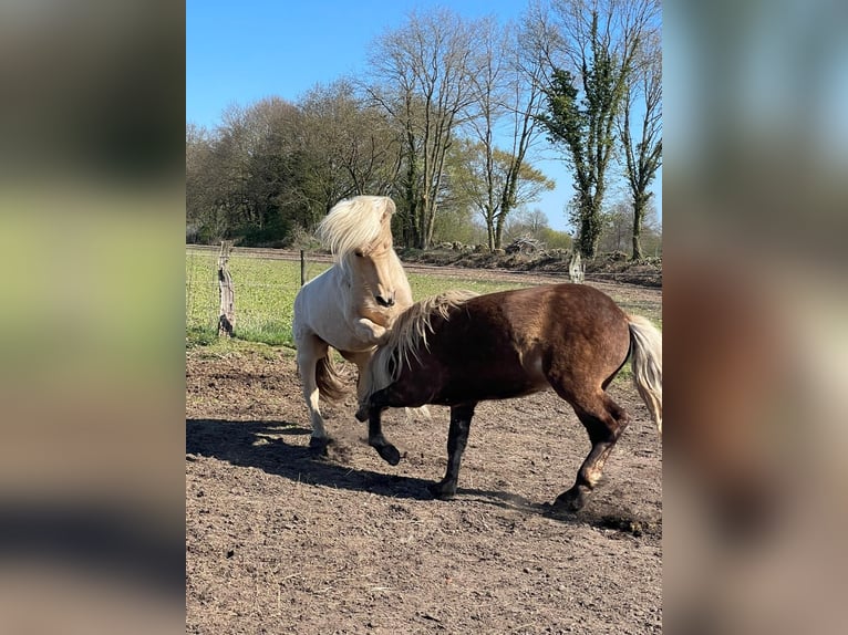 IJslander Hengst 3 Jaar 144 cm  in Bosau