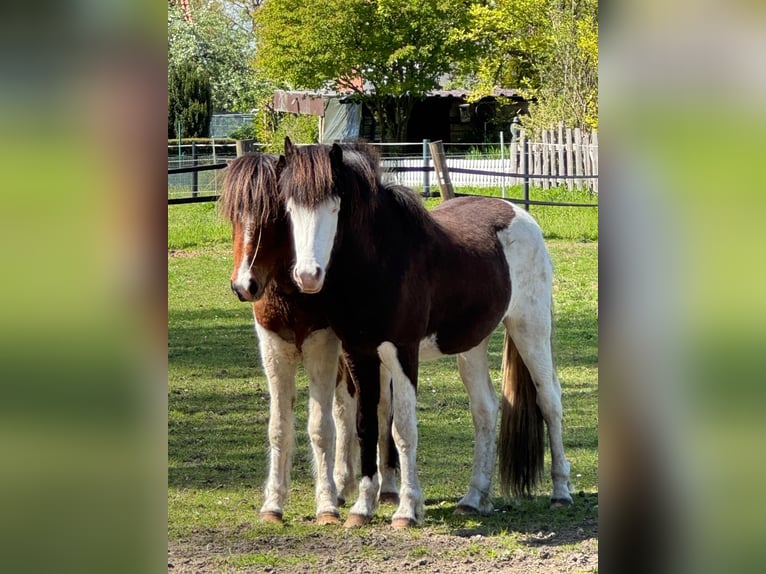 IJslander Hengst 3 Jaar 145 cm Gevlekt-paard in Lingen