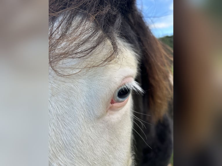 IJslander Hengst 3 Jaar 145 cm Gevlekt-paard in Lingen