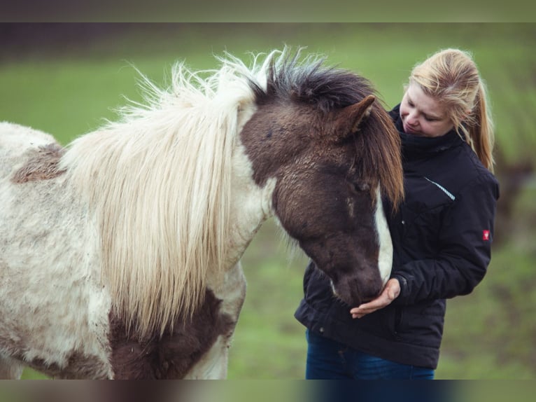 IJslander Hengst 3 Jaar Gevlekt-paard in Roßwein