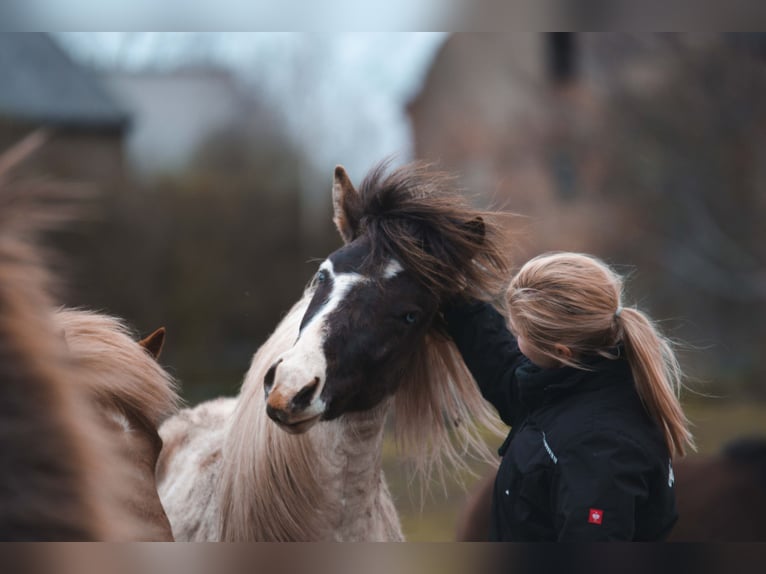 IJslander Hengst 3 Jaar Gevlekt-paard in Roßwein