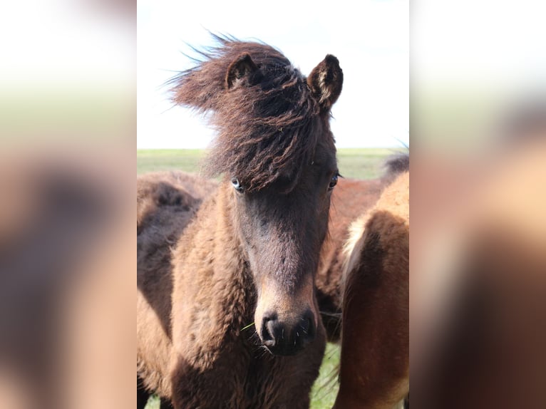 IJslander Hengst 3 Jaar Roodbruin in Hvolsvöllur