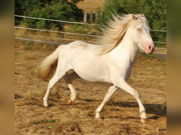 IJslander Hengst 4 Jaar 130 cm Cremello in Saarland
